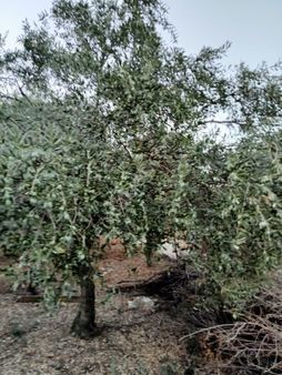 İnan Emlak Gayrimenkulden Kaçırılmayacak Bozkır Mahalesinde Satılık Zeytinlik