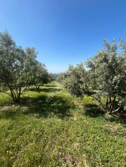 Salihli Stil Emlaktan Karaagac Mahallesi Satılık 5448 M2 Zeytinlik