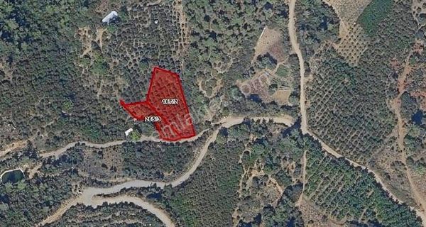 Çamurhamam'ında Acil Satılık 4 Dönüm Kiraz Bahçesi