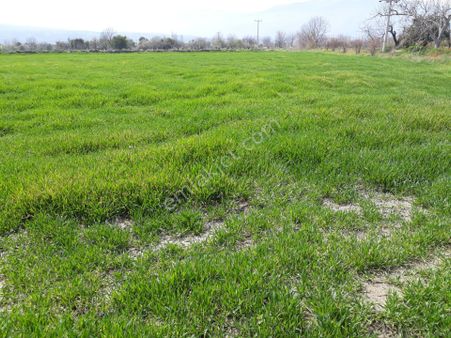 Kuyucak Horsunlu Mahallesin De Asfalt Cepheli Satılık Bahçe