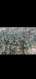 İzmir Bayındır Söğütören Köyünde İki Tapu Birlikte 4000 M² Zeytinlik Satılıktır