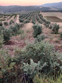 Manisa Slihli'de Satılık Zeytinlik Hacıhıdır Mah.