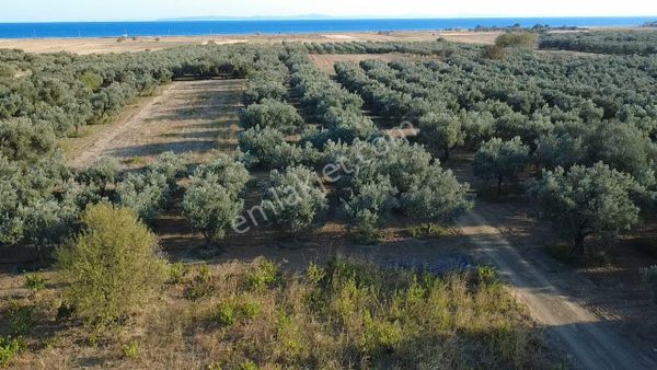 Bulut Yatırımdan 1370 M² Bakımlı Yetişmiş Ulaşım Sorunu Olmayan Bağ Ve Zeytinlik