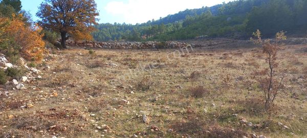 Korucukta 7 Dönüm Müstakil Tapu Su İmkanı Olan Arazi