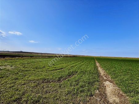 Ezine Mahmudiye'de 2.646 M² Yatırımlık Arazi