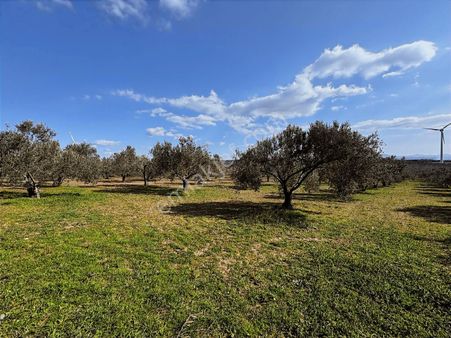 Ezine Üvecik Kıranoba Mevkiinde Bakımlı Ve Verimli Zeytinlik