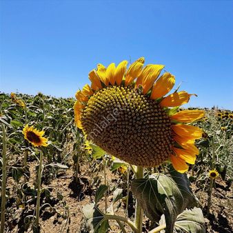 Ezine Mahmudiyede Tek Tapu Müstakil Tarla! Çift Yol Cepheli !!