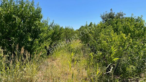 Kazdağlarında Oksijen Deposu Şahane Meyvelik