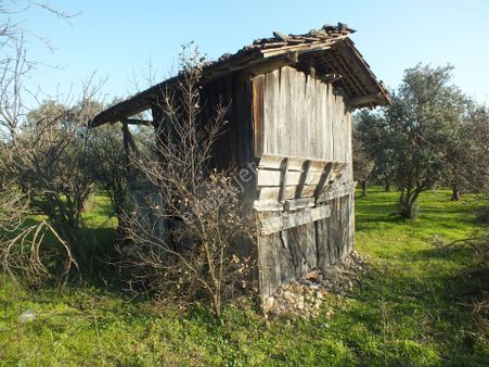 Bozdoğan Yeni Mahallesinde Yol Kenarında Satılık Zeytinlik