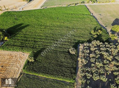 Manisa Kırkağaç Tevfikiye'de 25 Dönüm Satılık Mısır Tarlası