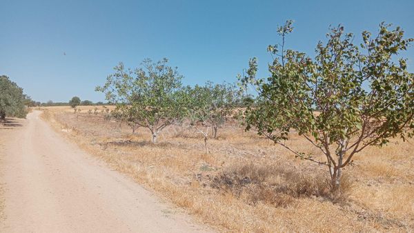 Üvecik Köyü 31 Dönüm Ceviz Bahçesinde Çok Acil Satılık Pazarlık Payı Var Fırsat Fiyat Kaçırmayın