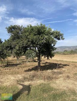 Milas Kırcagız Mahallesinde Satılık 2100 M2 Tarla