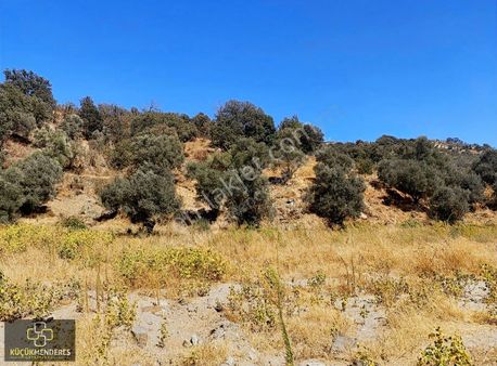 Küçük Menderes'ten Kiraz Sarıkaya Mh Satılık Zeytin Bahçesi