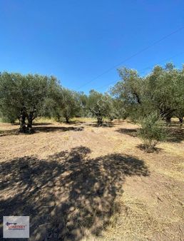 Manisa Akhisar'daki 1750 M2 Satılık Bağ