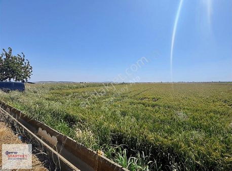 Foça Gerenköy Yol Üzeri 6500 M2 Satılık Tarla