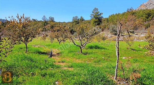 Antalya Kumluca Belen Satılık 12.000 M2 Meyve Ekili Arazi...