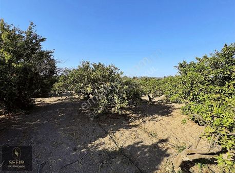 Hıdırlık'ta Denize Yakın Mandalina Bahçesi