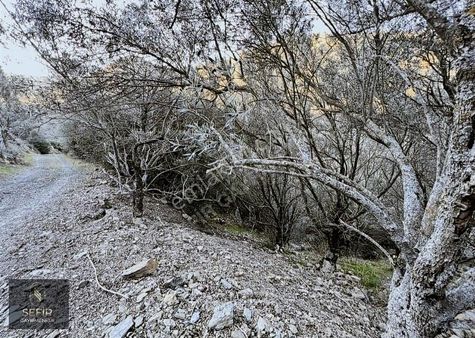 Ulamış'ta Tek Tapu Müstakil Yatırımlık Tarla