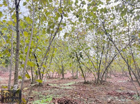 Deredibi Köyünde Satılık 10.000 M2 Bakımlı Fındık Bahçesi