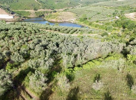 Mudanya Yalıçiflikte Satılık 4010 M2 Zeytinlik Ve Tarla