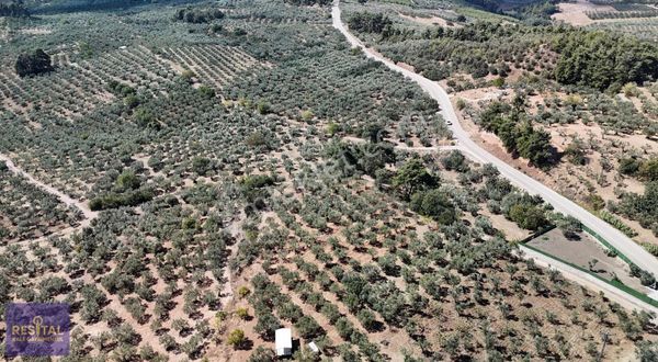 Bursa / Gündoğdu Muhteşem 2410 M2 Tarla