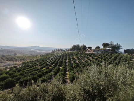 Fa Emlaktan Tarsus Karadikende 23.200m2 Satılık Limon Bahçesi