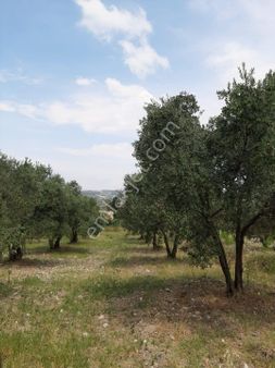 Yağcıllıda Satılık Zeytinlik