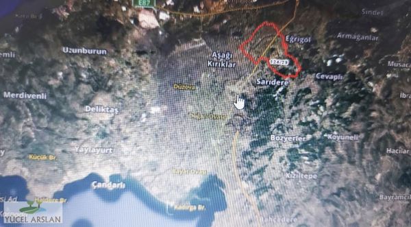 Bergama Bozköy De Satılık Zeytinlik