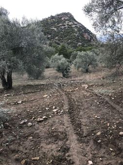 Bozdoğan Körtepe  Mahallesinde Satılık Verimli Zeytinlik 