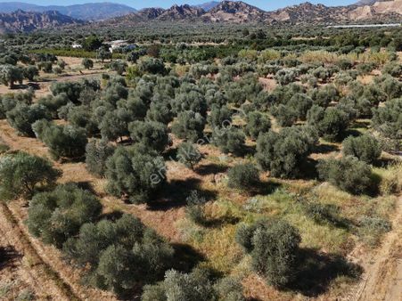 🌿 Satılık Zeytinlik – Nazilli Durasıllı Köyü 🌿