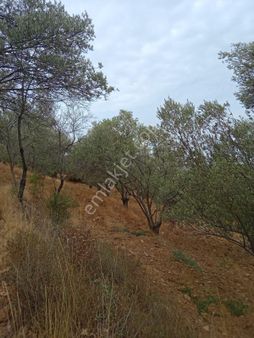 Hisar Mah Anayola Bit Parsel 50 Metre Uzaklıkta 3350 Metre Kare Satılık Zeytinlik