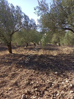 Manisa Somada Kupon Zeytinlik