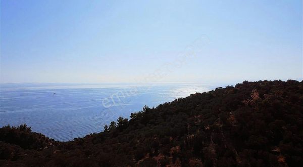 Uzay Emlaktan Ayvacık Ahmetçede Kısmi Deniz Gören Zeytinlik