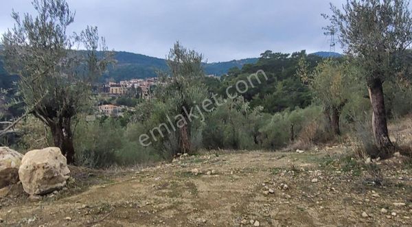 Çanakkale Ayvacık Yeşilyurt Köyünde Denız Manzaralı Zeytınlık