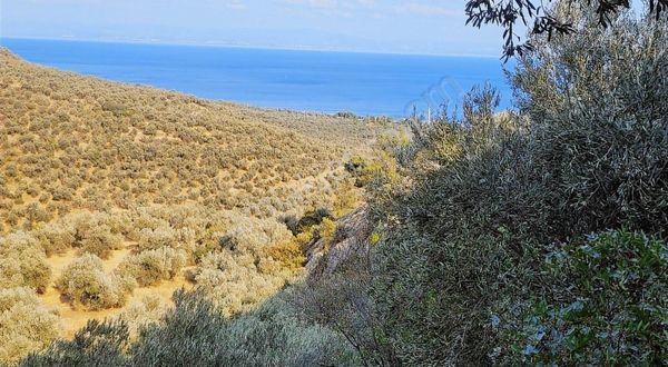 Uzay Emlaktan Çanakkale Ayvacık Ahmetçede Denız Gören Zeytinlik