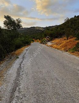 Uzay Emlaktan Ahmetçe Asosa Giden Yola Sıfır Zeytınlık