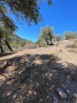 Doğadan Milas Epçe Çomakdağ Arası Asfalta Yakın Zeytinlik