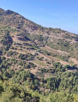 Manisa Alaşehir Kozluca Tarla 16.600m2