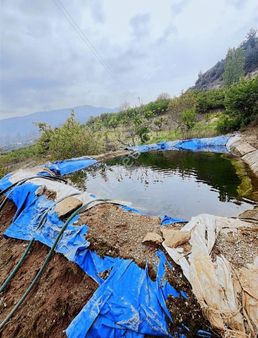 Manisa Alaşehir Osmaniyede Satılık Kirazlık