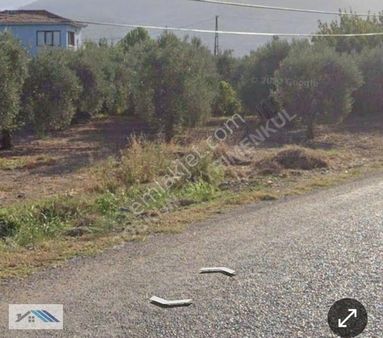 Manisa /akhisar /yeniceköyde Fiyat Düştü Aciliyetten