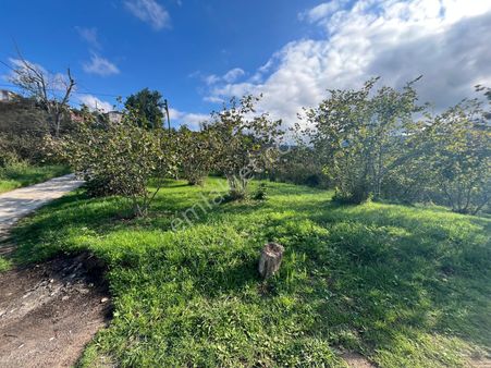 Trabzon Arsin Harmanlı Mahallesinde Satılık Düz Fındık Bahçesi