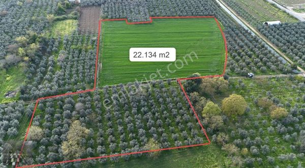 Orhangazi Gürle İşletmelere Ve Asflata Yakın Yatırımlık Tarla