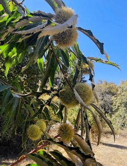 Kemalpaşa Ovacık Köyünde Tek Tapu Kestane Bahçesi