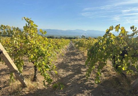 Manisa Turgutlu Musacalı Mh 4916m2 Üzüm Bağı