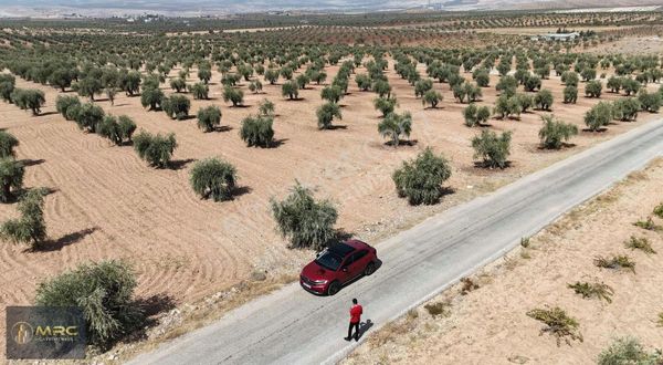 Mrc Gayrimenkulden Satılık Fırsat Zeytinlik Asfalt Üzeri Bakımlı