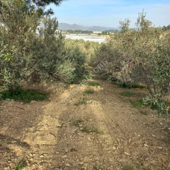 Manavgat Berekette Kadastro Yolu Olan Tek Tapu Zeytinlik