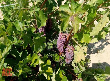 Acc Homes'tan Denizli Çal Şapçılar Aktif Hasatlı Bağ 4.5 Dönüm