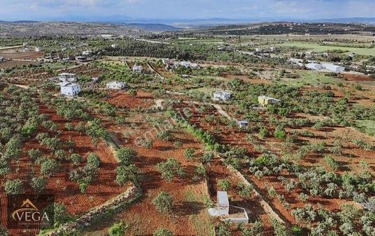 Vega Gayrimenkulden Yığınlıda İmar Yanı Satılık Kupon Arazi