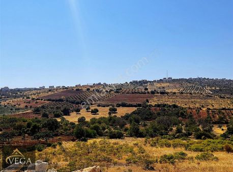 Vega Gayrimenkulden Kaçmayacak Hem Yatırım Hem Bağevlik Arazi