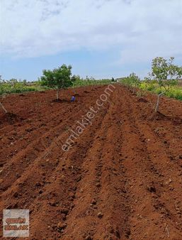 Kilis Merkez Yavuzlu Yatırımlık Mahsüllü Fıstıklık